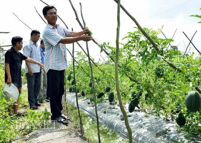 269vuon dua hau 1.jpg